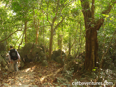 Cat Ba National Park: Half day trekking