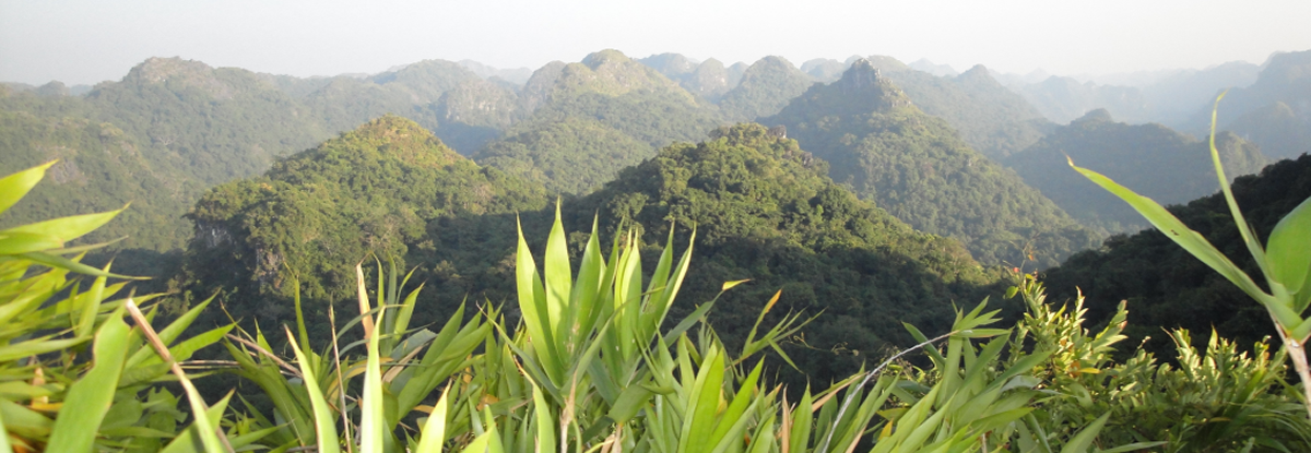 cat-ba-national-park-view-1024x391