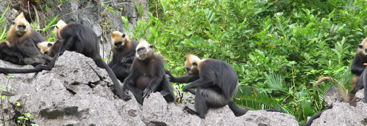 Trekking in Cat Ba National park, Kayaking in Cat Ba (2 days / 1 night)