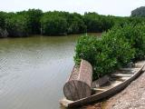  Thien Long Cave, Visit Mangrove Forest 1